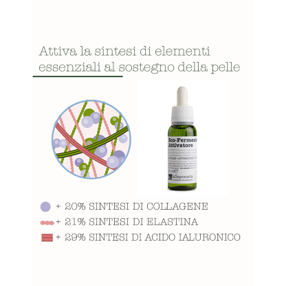 Ecofermentato stimolatore di collagene, elastina e acido ialuronico