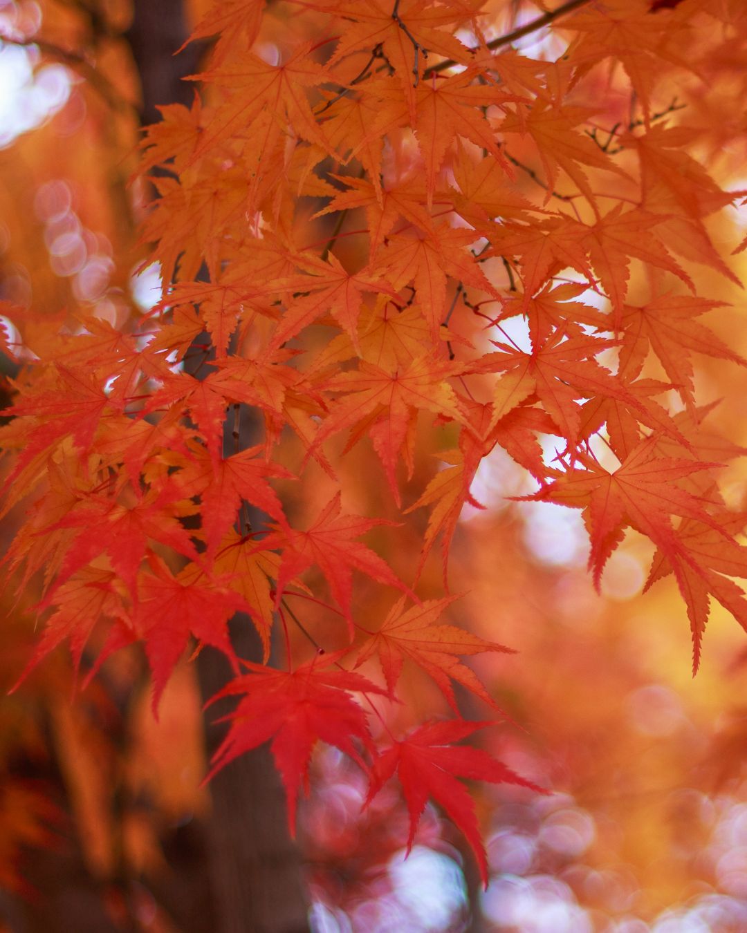 Estratto di Acero da zucchero