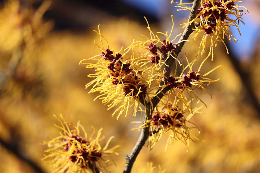 HAMAMELIS