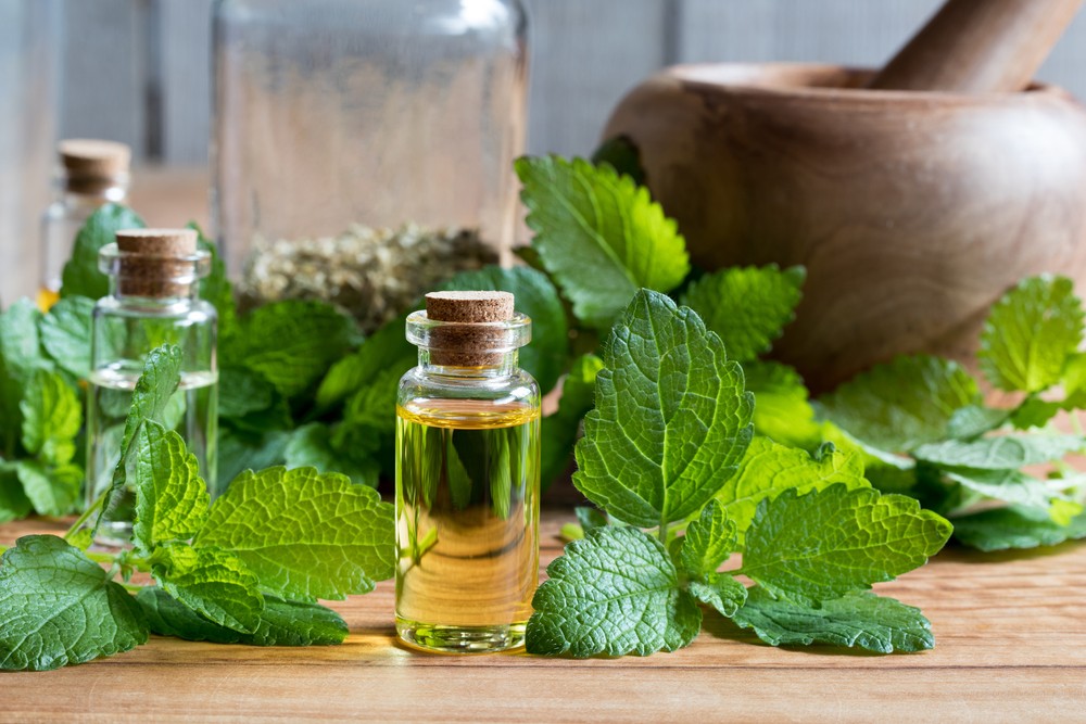 A Bottle Of Melissa Lemon Balm Essential Oil With Fresh Melissa Leaves In The Background 711016309