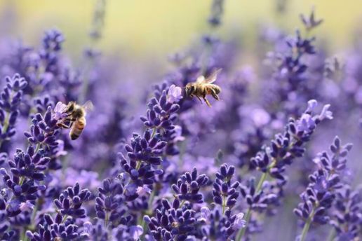 Ingredienti sicuri e naturali la saponaria Ingredienti sicuri e naturali la saponaria