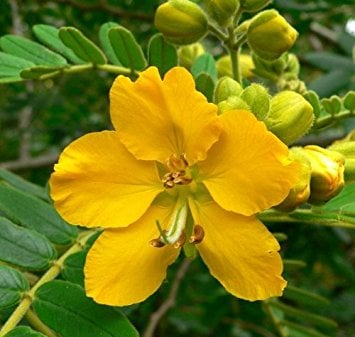 Cassia