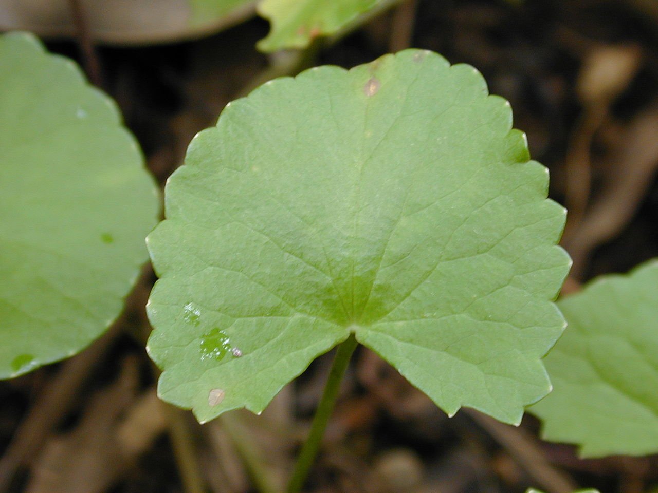Centella Asiatica