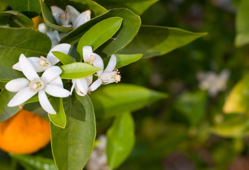 Fiori Di Arancio 836x570