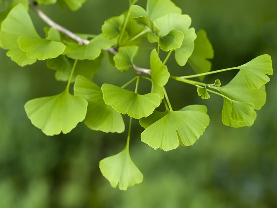 Gingko Biloba