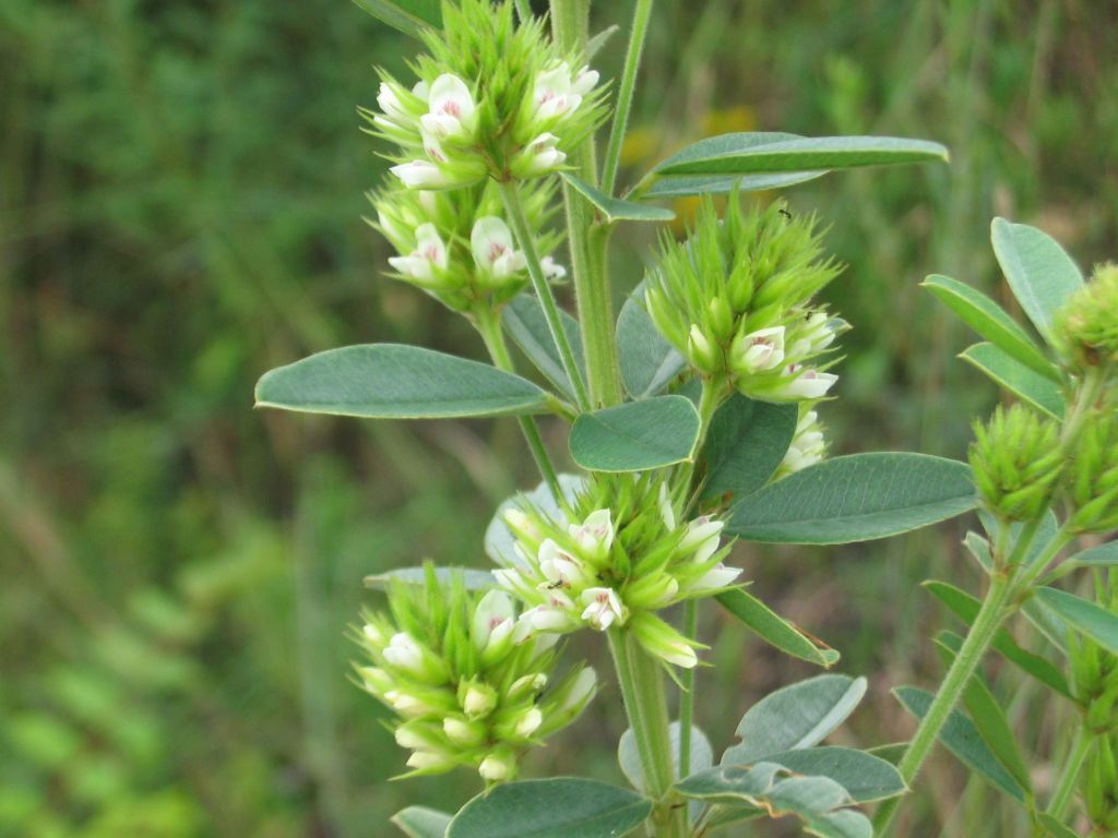 Lespedeza Capitata