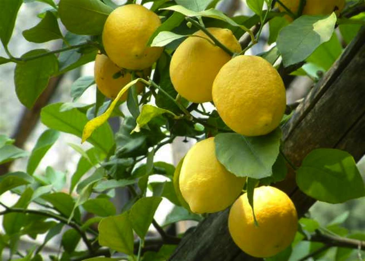 Limone