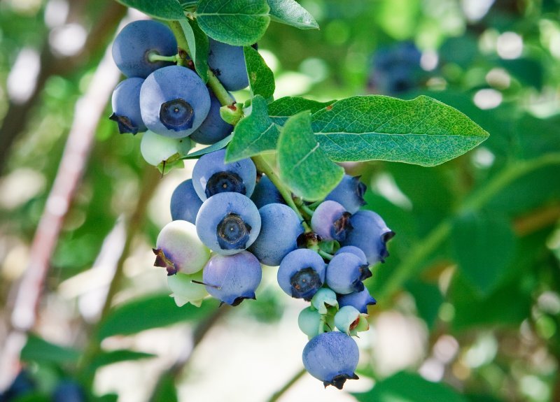 Mirtillo Frutto Pianta