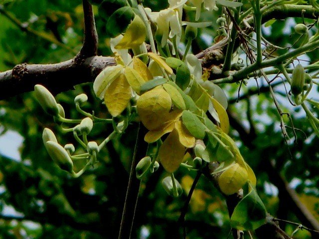 Moringa Pterygosperma