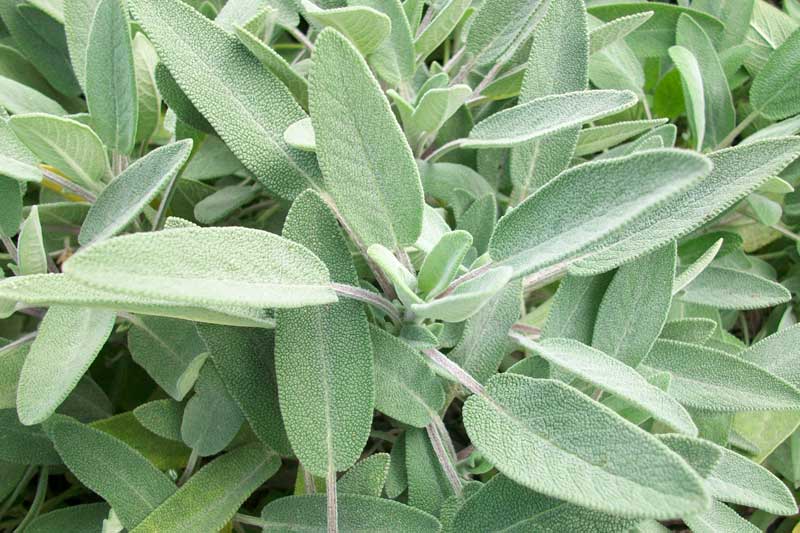 Salvia Officinalis